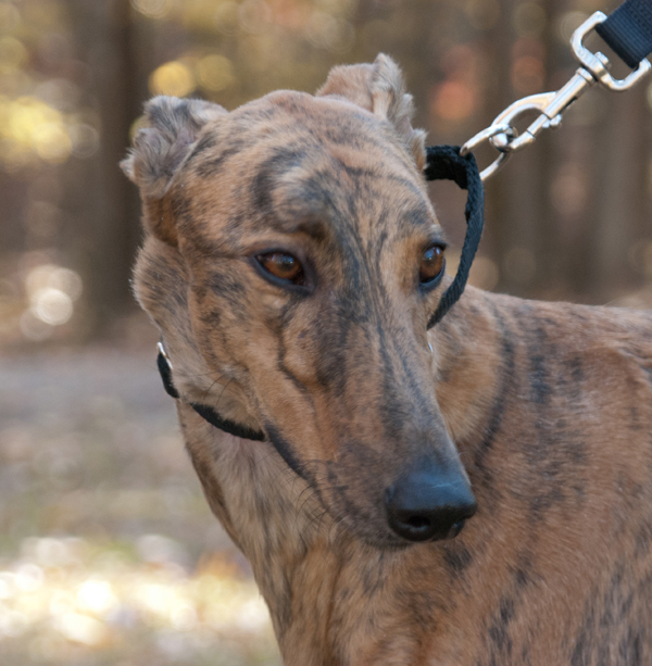 Greyhound Crossroads Take Greyt Photos of Your Greyhound